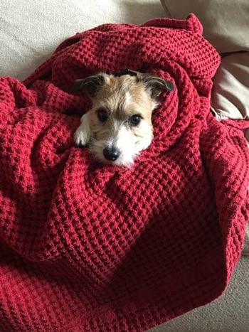 A dog wrapped in a blanket